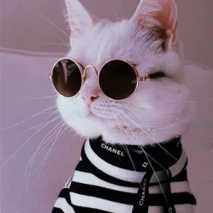 Кошки. Котики 🐈