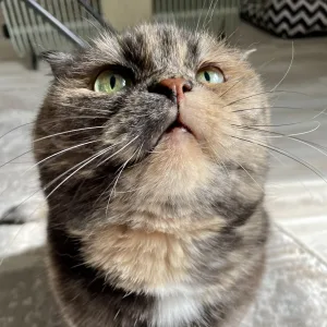 Кошка.ru