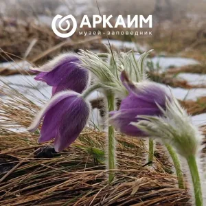 АРКАИМ