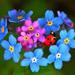 ГБДОУ №32 Калининского района Санкт - Петербурга