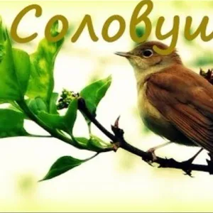 МБДОУ "ЦРР - д/с №57 "Соловушка" г. Альметьевска"