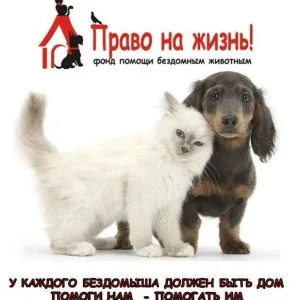 Помощь животным Ноябрьска