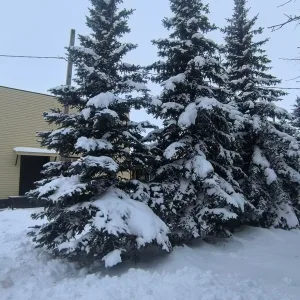 МБОУ "Лешев-Тамакская ООШ"