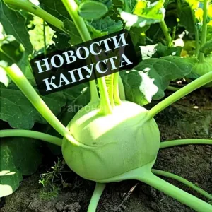 Капуста-горячие новости