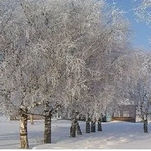 МКОУ ООШ с.Старобухарово
