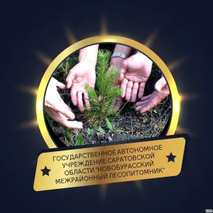 Новобурасский лесопитомник