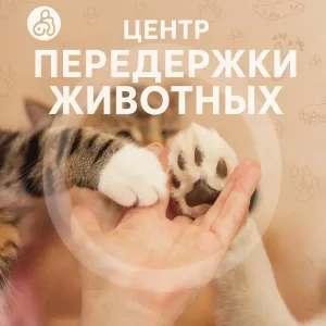 МКУ г. Костромы "Центр передержки животных"