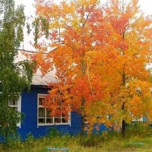 МБОУ "Синегорская ООШ"