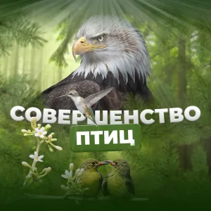 Совершенство птиц