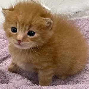 котята как смысл жизни