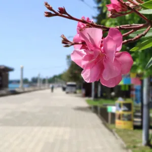 Abkhazia Open