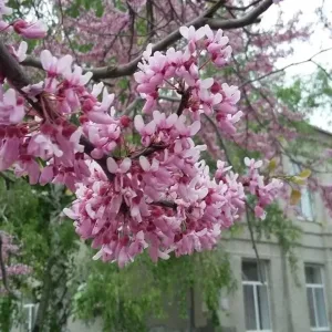 Жизнь Первой Школы