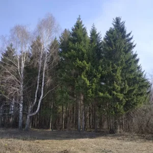 Совет сельского поселения Ильино-Полянский сельсовет Муниципального района Благовещенский район Республики Башкортостан